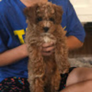 Meet your Posher, Amy